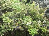 Gal 0792 Gaultheria spec.